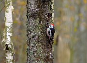 03_DSC2122_Middle_Spotted_Woodpecker_forester_resident_68pc