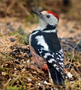 03_DSC2159_Middle_Spotted_Woodpecker_on_feeder_panoramic_111pc