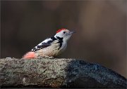 07_DSC1253_Middle_Spotted_Woodpecker_red_hood_75pc