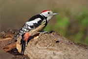07_DSC2408_Middle_Spotted_Woodpecker_exquisite_77pc