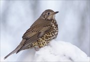 24_DSC6749_Mistle_Thrush_chasm_85pc