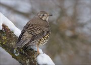 24_DSC6750_Mistle_Thrush_nitid_58pc