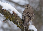 24_DSC6772_Mistle_Thrush_turnover_62pc