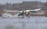 24_DSC5954_Mute_Swan_fury_30pc