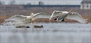 24_DSC5958_Mute_Swan_rule_48pc