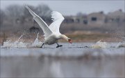 24_DSC5971_Mute_Swan_rush_63pc