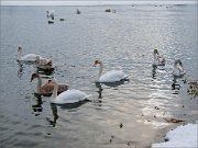 P1580363_view_on_river_svisloch_with_swans_and_mallards_100pc