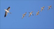 14_DSC9749_Greylag_Goose_and_Northern_Pintail_fellowship_31pc