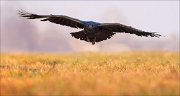13_DSC5535_Common_Raven_coming_in_59pc