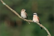 06_DSC4098_Red-backed_Shrike_happy_together_50pc