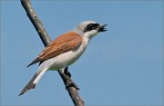 P1530240_Red-Backed_Shrike_with_prey_56pc