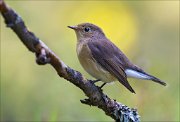 18_DSC2876_Red-breasted_Flycatcher_congeal_68pc