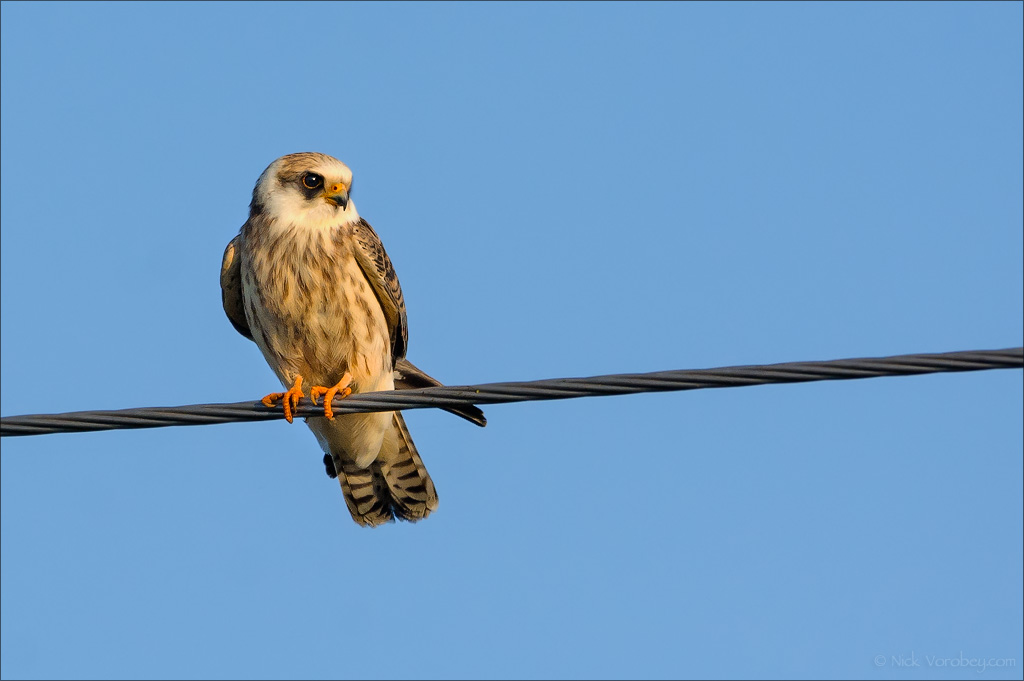 18_DSC5550_Red-footed_Falcon_puisne_18pc.jpg