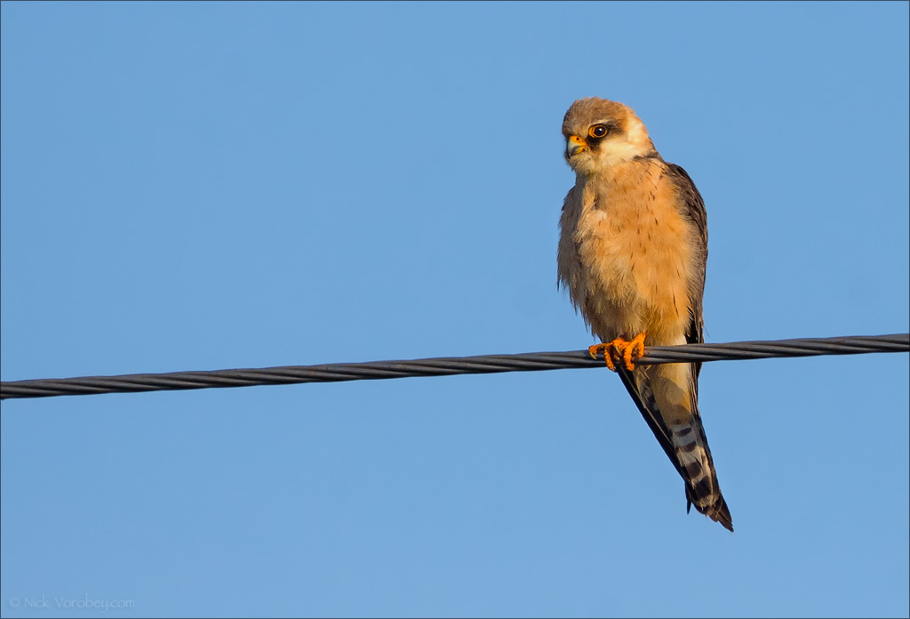 18_DSC5562_Red-footed_Falcon_dam_18pc.jpg