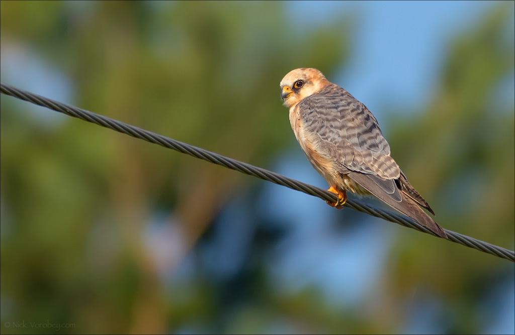 18_DSC5716_Red-footed_Falcon_ginger_11pc.jpg