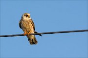 18_DSC5550_Red-footed_Falcon_puisne_18pc