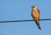 18_DSC5562_Red-footed_Falcon_dam_18pc