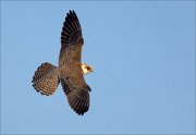 18_DSC5579_Red-footed_Falcon_wasap_19pc