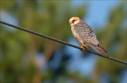 18_DSC5716_Red-footed_Falcon_ginger_11pc