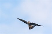 20_DSC7595_Red-footed_Falcon_diminution_14pc