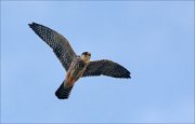 20_DSC7646_Red-footed_Falcon_sheer_39pc