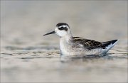 18_DSC0936_Red-necked_Phalarope_confined_51pc