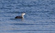 21_DSC3149_Red-throated_Loon_pasty_13pc