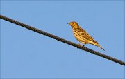18_DSC5715_Red-throated_Pipit_neat_6pc