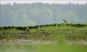 01_DSC0199_Redshank_lonely_view_83pc