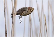 06_DSC9113_Reed_Bunting_take-off_89pc