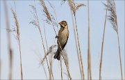 06_DSC9132_Reed_Bunting_rushed_93pc