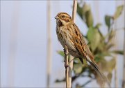 06_DSC9198_Reed_Bunting_lightly_60pc