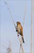 06_DSC9204_Reed_Bunting_sitting_on_reed_64pc