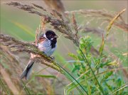 12_DSC8606_Common_Reed_Bunting_anno_47pc