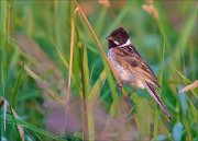 12_DSC8685_Common_Reed_Bunting_absurdite_51pc