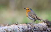 05_DSC9221_Robin_whatever_is_right_63pc