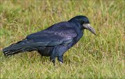 21_DSC3313_Rook_dignified_70pc
