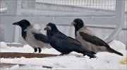P1470545_Rook_ft_Hooded_Crow_feeding_on_garbage_68pc