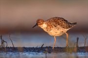 24_DSC8102_Ruff_rosy_53pc