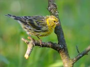02_DSC9333_Serin_looking_away_with_busy_light_38pc