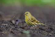 05_DSC6257_Serin_and_pear_leaf_84pc