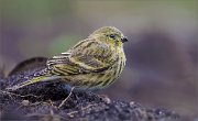 05_DSC6347_Serin_absent-minded_83pc