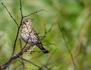 01_DSC3425_Song_Thrush_almost_singing_withbranch_shadows_55pc