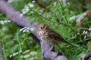 06_DSC6213_Song_Thrush_in_toxic_blossom_97pc