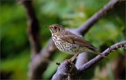 06_DSC6235_Song_Thrush_afterthought_86pc