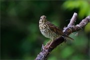 06_DSC6239_Song_Thrush_pitch_up_86pc