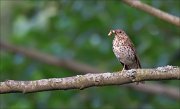 12_DSC9711_Song_Thrush_lordly_46pc