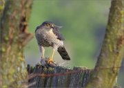 03_DSC8297_Sparrowhawk_with_young_sparrow_10pc