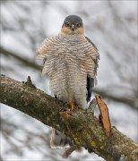 24_DSC4565_Eurasian_Sparrowhawk_pompous_75pc