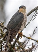 24_DSC4597_Eurasian_Sparrowhawk_landing_155pc